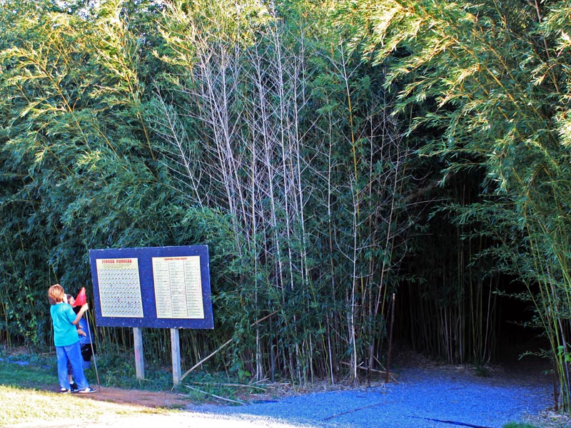Bamboo Maze