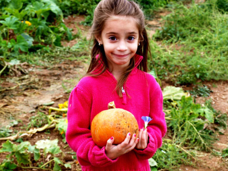 Pumpkin Picking & Wagon Rides Maize Quest Corn Maze & Fun Park