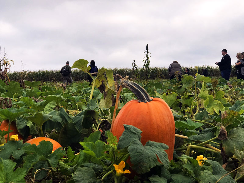 Popular Pennsylvania pumpkin patch