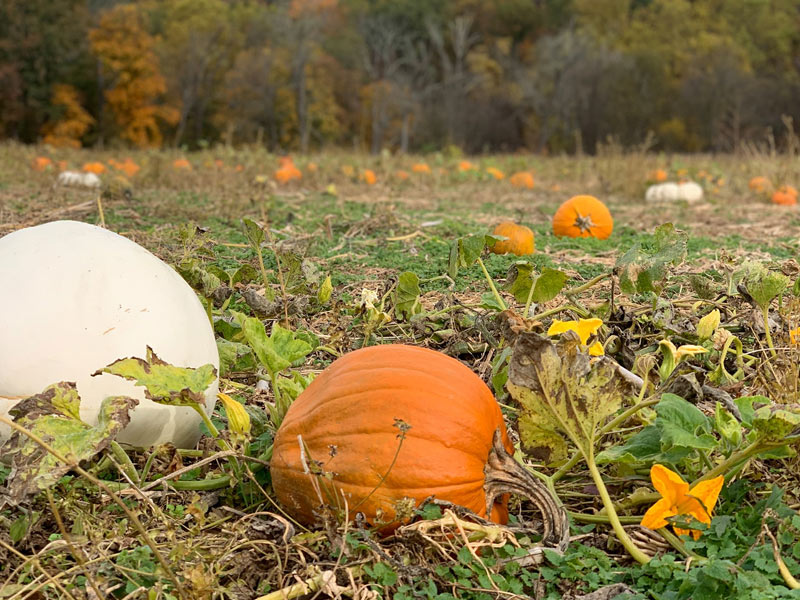 A variety of pumpkins in the Pumpkin Patch