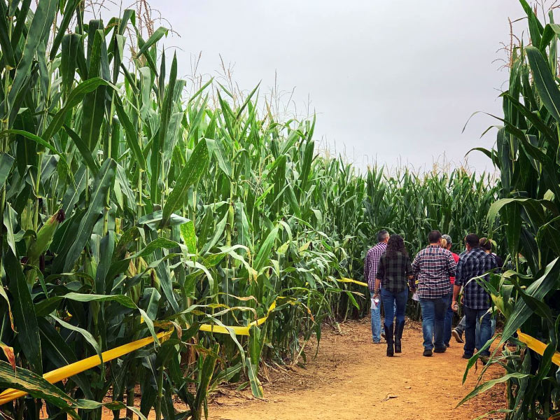 Navigating the corn maze