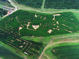 Corn Maze Theme 1998 - Challenge the Dragon