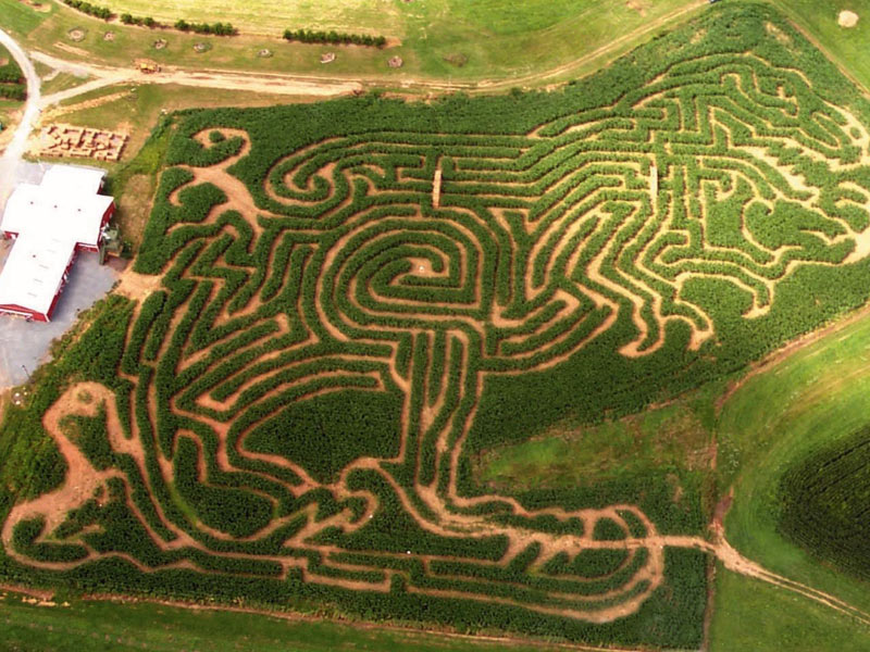 Corn Maze Theme 2004 - T-Rex