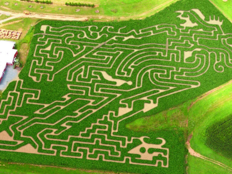 2009 Wild Wild West Maize Quest Corn Maze & Fun Park