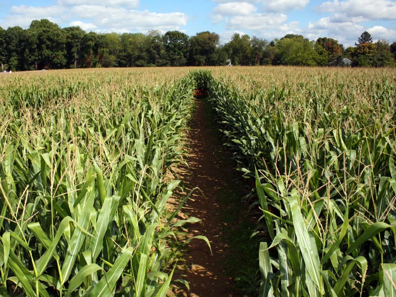 Giant Cornfield Maze - York County, PA