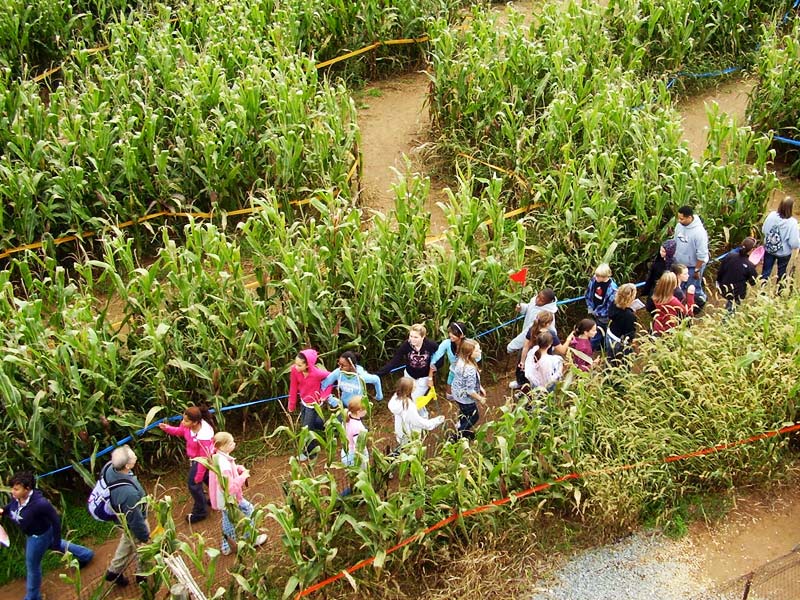 "Lost in the Stalks" at the Maize Quest corn maze