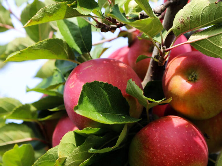 UPick Fruit & More Maize Quest Corn Maze & Fun Park