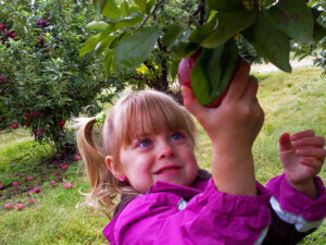 Apple Picking at the Farm